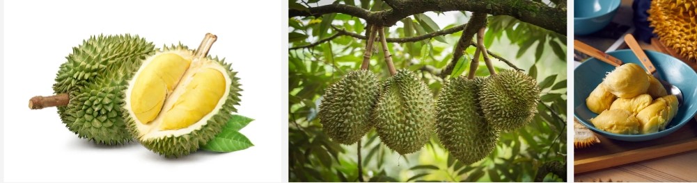 Durian Fruit Powder.jpg